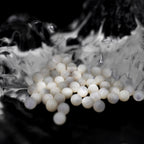 White butterfly shell pearl Internally Threaded Titanium Ear Studs - White butterfly shell pearl Internally Threaded Titanium Ear Studs - 6mm by CRUXJEWELRY